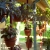 Apartman 3 (Szilva)