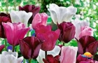 Tulipánfesztivál