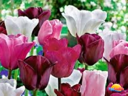 Tulipánfesztivál