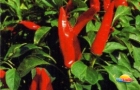 Kalocsai Paprika Fesztivál és Gasztroünnepély